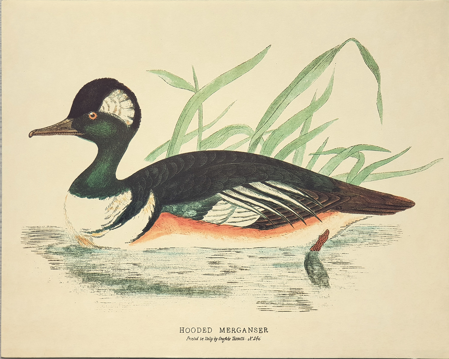 Gravure: Canards: Hodded Merganser - 30x24 cm