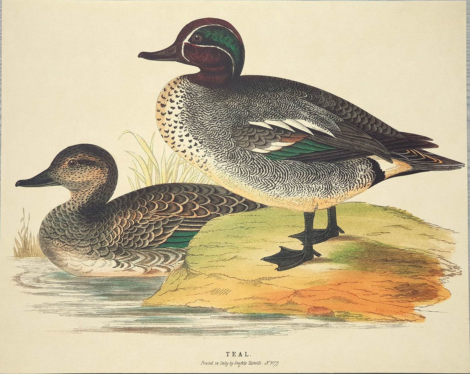 Gravure: Canards: Teal - 30X24 cm